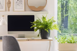 Vị trí tốt đặt cây phong thủy trong nhà