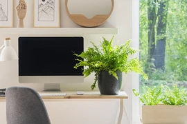 Vị trí tốt đặt cây phong thủy trong nhà