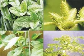 Bài thuốc chữa viêm mũi xoang, dị ứng