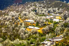 Mùa hoa sơn tra Nậm Nghiệp