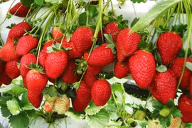Cẩn trọng với dâu tây giá rẻ