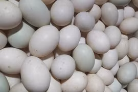 Trứng vịt giảm giá mạnh 