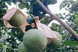 Giá bưởi da xanh giảm