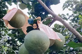 Giá bưởi da xanh giảm