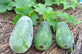 Bài thuốc hỗ trợ trị viêm đường tiết niệu từ bí đao