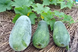 Bài thuốc hỗ trợ trị viêm đường tiết niệu từ bí đao