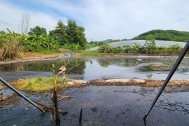 Lâm Đồng: 50 hộ dân phản đối trại heo xả thải gây ô nhiễm 