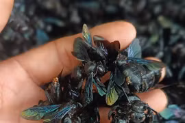Chiêu trò thu mua ong bầu của thương lái