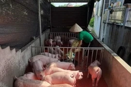 Nhiều địa phương ở Đà nẵng xuất hiện dịch tả lợn châu Phi