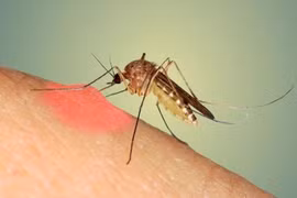 Địa chỉ vàng: Các bệnh viện cấp cứu sốt xuất huyết thể nặng