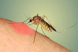 Địa chỉ vàng: Các bệnh viện cấp cứu sốt xuất huyết thể nặng