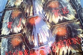 Chữ viết trên mai rùa biển dạt biển VN ngụ ý gì?