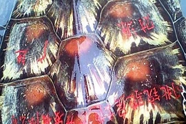 Chữ viết trên mai rùa biển dạt biển VN ngụ ý gì?