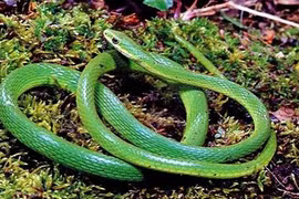 Những sai lầm chí tử khi bị rắn độc cắn