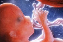 Lý thú quá trình tạo máu ở thai nhi