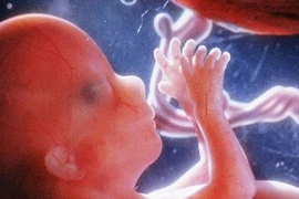 Lý thú quá trình tạo máu ở thai nhi