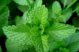 Thảo mộc giúp da trắng đẹp 