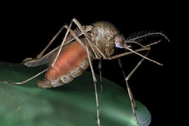 Ebola có thể khiến dịch sốt rét "leo thang" trở lại