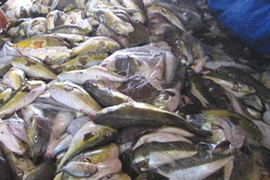 Ăn cá nóc, nguyên chủ tịch UBND phường tử vong