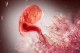 Những nhịp đập trái tim đầu tiên của bé trong bụng mẹ