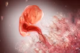 Những nhịp đập trái tim đầu tiên của bé trong bụng mẹ