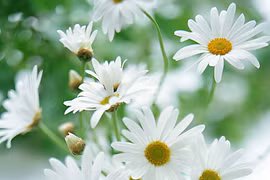 Làm đẹp da với các loại hoa mùa xuân