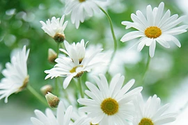 Làm đẹp da với các loại hoa mùa xuân