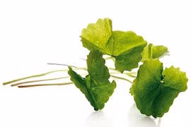 Tự chế mặt nạ từ các loại rau xanh