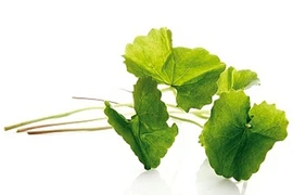 Tự chế mặt nạ từ các loại rau xanh