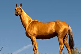 10 giống ngựa quý hiếm nhất thế giới