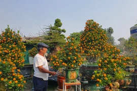 Chậu quất được định giá 300 triệu, chỉ cho thuê chứ không bán