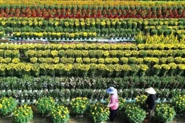 Làng hoa Tiền Giang rộn ràng vào vụ Tết