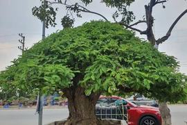 Cây ăn quả thành bonsai, chủ nhân ra giá 300 triệu mới bán