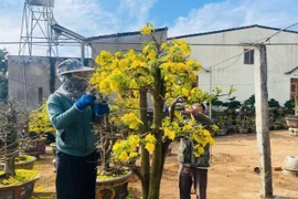 Nhộn nhịp dịch vụ chăm sóc mai vàng