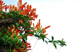 Giàn hoa chùm ớt phủ kín căn nhà nhỏ bên Quốc lộ 20