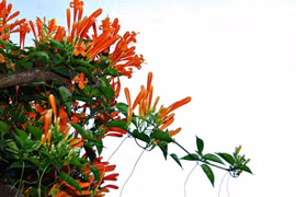 Giàn hoa chùm ớt phủ kín căn nhà nhỏ bên Quốc lộ 20