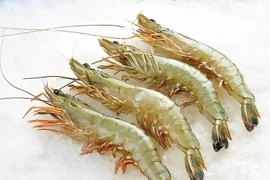 Kiếm chục tỉ/năm nhờ nuôi loài nhiều chân, ăn tạp