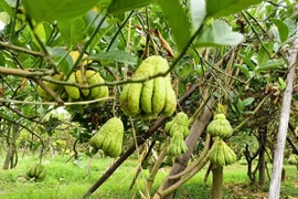 Bonsai “bàn tay Phật”, mang ra phố lắm người vào xem