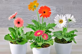 Loại hoa 'đẻ ra vàng', dễ trồng và mang đến tài lộc