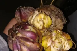 Cây hoa quen thuộc với người Việt thành “mỏ vàng” ở nước ngoài