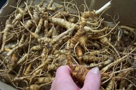 “Nhân sâm” được trồng lấy lá ăn như rau