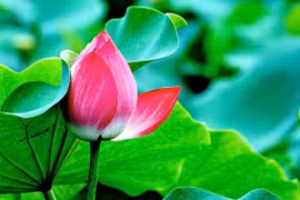 Ý nghĩa hoa sen trong phong thủy