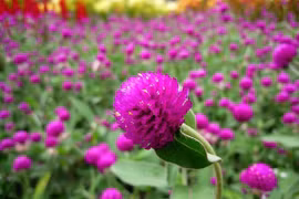 Những loài hoa có sức sống mãnh liệt, càng nắng càng rực rỡ