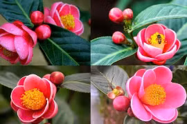 Những loài cây mang đến tài lộc cho gia đình ngày Tết