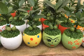 5 cây cảnh mang lại tiền tài nên mua đầu năm mới