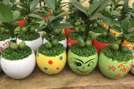 5 cây cảnh mang lại tiền tài nên mua đầu năm mới