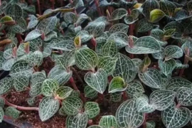 Cây kim cương - “mỏ vàng” có thật ngoài đời