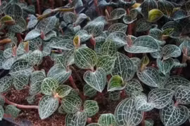 Cây kim cương - “mỏ vàng” có thật ngoài đời