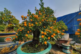 Vườn quất độc lạ tiền tỷ, chưa đến Tết khách đã đặt hàng