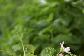 Những sai lầm khi gieo hạt giống cần tránh